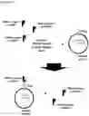 Fig. 24 - AN ENGINEERED MULTI-COMPONENT SYSTEM FOR IDENTIFICATION AND CHARACTERISATION OF T-CELL RECEPTORS, T-CELL ANTIGENS AND THEIR FUNCTIONAL INTERACTION