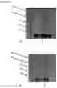 Fig. 31 - AN ENGINEERED MULTI-COMPONENT SYSTEM FOR IDENTIFICATION AND CHARACTERISATION OF T-CELL RECEPTORS, T-CELL ANTIGENS AND THEIR FUNCTIONAL INTERACTION