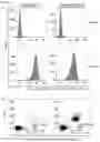 Fig. 53 - AN ENGINEERED MULTI-COMPONENT SYSTEM FOR IDENTIFICATION AND CHARACTERISATION OF T-CELL RECEPTORS, T-CELL ANTIGENS AND THEIR FUNCTIONAL INTERACTION