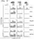 Fig. 07 - Method of detecting Polycomb Repressive Complex activity