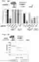 Fig. 12 - Method of detecting Polycomb Repressive Complex activity