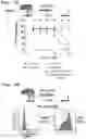 Fig. 14 - Method of detecting Polycomb Repressive Complex activity