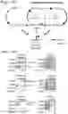 Fig. 15 - Method of detecting Polycomb Repressive Complex activity