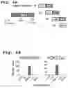 Fig. 17 - Method of detecting Polycomb Repressive Complex activity
