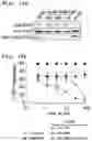 Fig. 24 - Method of detecting Polycomb Repressive Complex activity