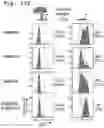 Fig. 26 - Method of detecting Polycomb Repressive Complex activity