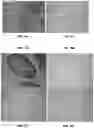 Fig. 05 - Peptide nucleic acid conjugates