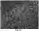 Fig. 28 - Peptide nucleic acid conjugates