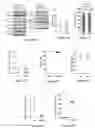 Fig. 14 - BCL11A guide delivery