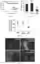 Fig. 19 - Methods and compositions for managing vascular conditions