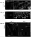 Fig. 02 - Methods for Producing Enteroendocrine Cells That Make and Secrete Insulin