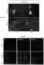 Fig. 03 - Methods for Producing Enteroendocrine Cells That Make and Secrete Insulin