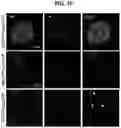 Fig. 04 - Methods for Producing Enteroendocrine Cells That Make and Secrete Insulin