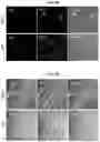 Fig. 05 - Methods for Producing Enteroendocrine Cells That Make and Secrete Insulin