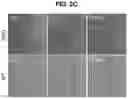 Fig. 06 - Methods for Producing Enteroendocrine Cells That Make and Secrete Insulin