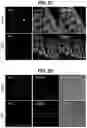 Fig. 07 - Methods for Producing Enteroendocrine Cells That Make and Secrete Insulin