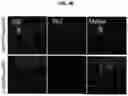 Fig. 12 - Methods for Producing Enteroendocrine Cells That Make and Secrete Insulin
