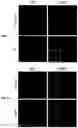 Fig. 15 - Methods for Producing Enteroendocrine Cells That Make and Secrete Insulin