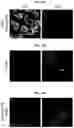 Fig. 17 - Methods for Producing Enteroendocrine Cells That Make and Secrete Insulin