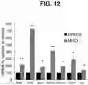 Fig. 19 - Methods for Producing Enteroendocrine Cells That Make and Secrete Insulin