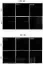 Fig. 20 - Methods for Producing Enteroendocrine Cells That Make and Secrete Insulin