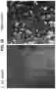 Fig. 23 - Methods for Producing Enteroendocrine Cells That Make and Secrete Insulin