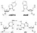 Fig. 01 - Import of unnatural or modified nucleoside triphosphates into cells via nucleic acid triphosphate transporters