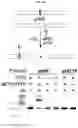 Fig. 07 - Import of unnatural or modified nucleoside triphosphates into cells via nucleic acid triphosphate transporters