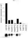 Fig. 10 - Import of unnatural or modified nucleoside triphosphates into cells via nucleic acid triphosphate transporters