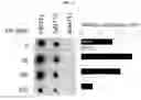 Fig. 13 - Import of unnatural or modified nucleoside triphosphates into cells via nucleic acid triphosphate transporters