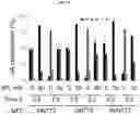 Fig. 14 - Import of unnatural or modified nucleoside triphosphates into cells via nucleic acid triphosphate transporters