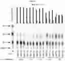 Fig. 16 - Import of unnatural or modified nucleoside triphosphates into cells via nucleic acid triphosphate transporters