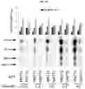 Fig. 17 - Import of unnatural or modified nucleoside triphosphates into cells via nucleic acid triphosphate transporters
