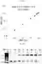 Fig. 19 - Import of unnatural or modified nucleoside triphosphates into cells via nucleic acid triphosphate transporters