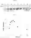 Fig. 21 - Import of unnatural or modified nucleoside triphosphates into cells via nucleic acid triphosphate transporters
