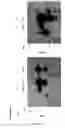 Fig. 05 - Expression of nitrogenase polypeptides in plant cells