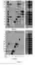 Fig. 07 - Expression of nitrogenase polypeptides in plant cells