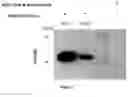 Fig. 08 - Expression of nitrogenase polypeptides in plant cells