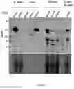 Fig. 09 - Expression of nitrogenase polypeptides in plant cells