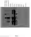 Fig. 10 - Expression of nitrogenase polypeptides in plant cells