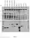 Fig. 11 - Expression of nitrogenase polypeptides in plant cells
