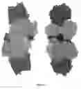 Fig. 14 - Expression of nitrogenase polypeptides in plant cells