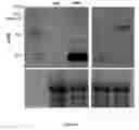 Fig. 15 - Expression of nitrogenase polypeptides in plant cells