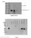 Fig. 19 - Expression of nitrogenase polypeptides in plant cells