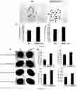 Fig. 07 - CORN GENES ZMSPL1 AND ZMSPL2 AND USES THEREOF
