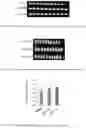 Fig. 15 - CORN GENES ZMSPL1 AND ZMSPL2 AND USES THEREOF