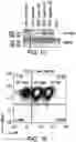 Fig. 03 - Genomic engineering of pluripotent cells