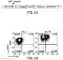 Fig. 05 - Genomic engineering of pluripotent cells
