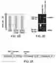 Fig. 06 - Genomic engineering of pluripotent cells