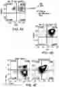 Fig. 10 - Genomic engineering of pluripotent cells